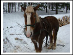 Zimowisko Drużyny SOKOŁOWSKO  14-21.01.2012