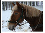 Zimowisko Drużyny SOKOŁOWSKO  14-21.01.2012