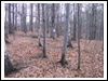 Rajd Bałwan 2007 Świebodzice, Jaskiniowy
